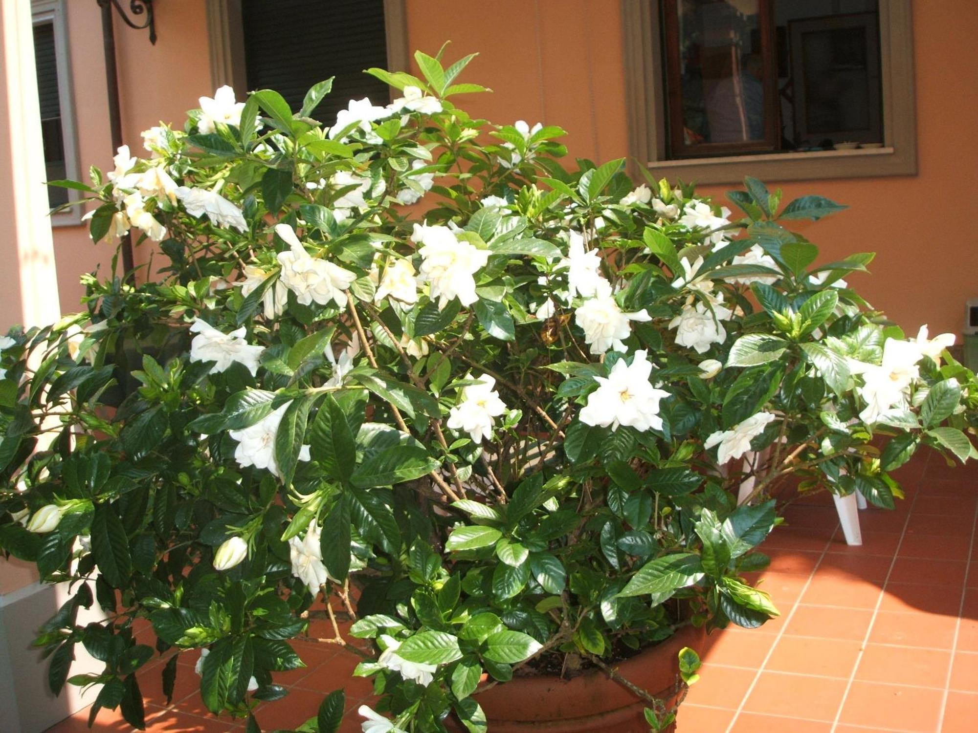 Hotel Astor Victoria Forte dei Marmi Luaran gambar